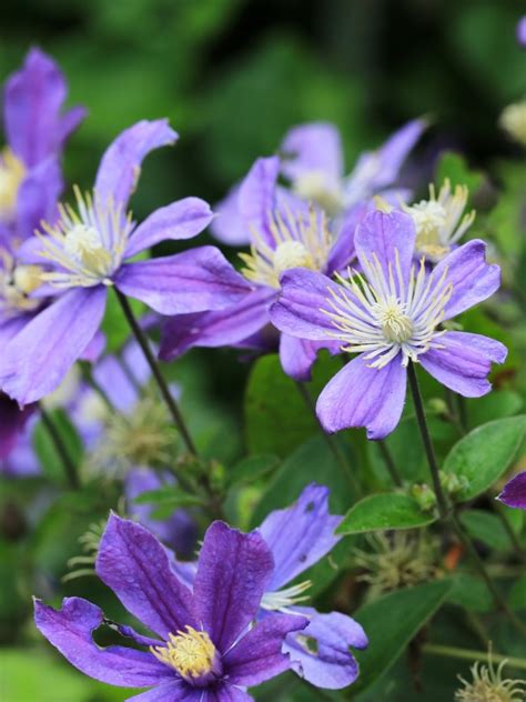 staudenclematis arabella|Clematis ‘Arabella’